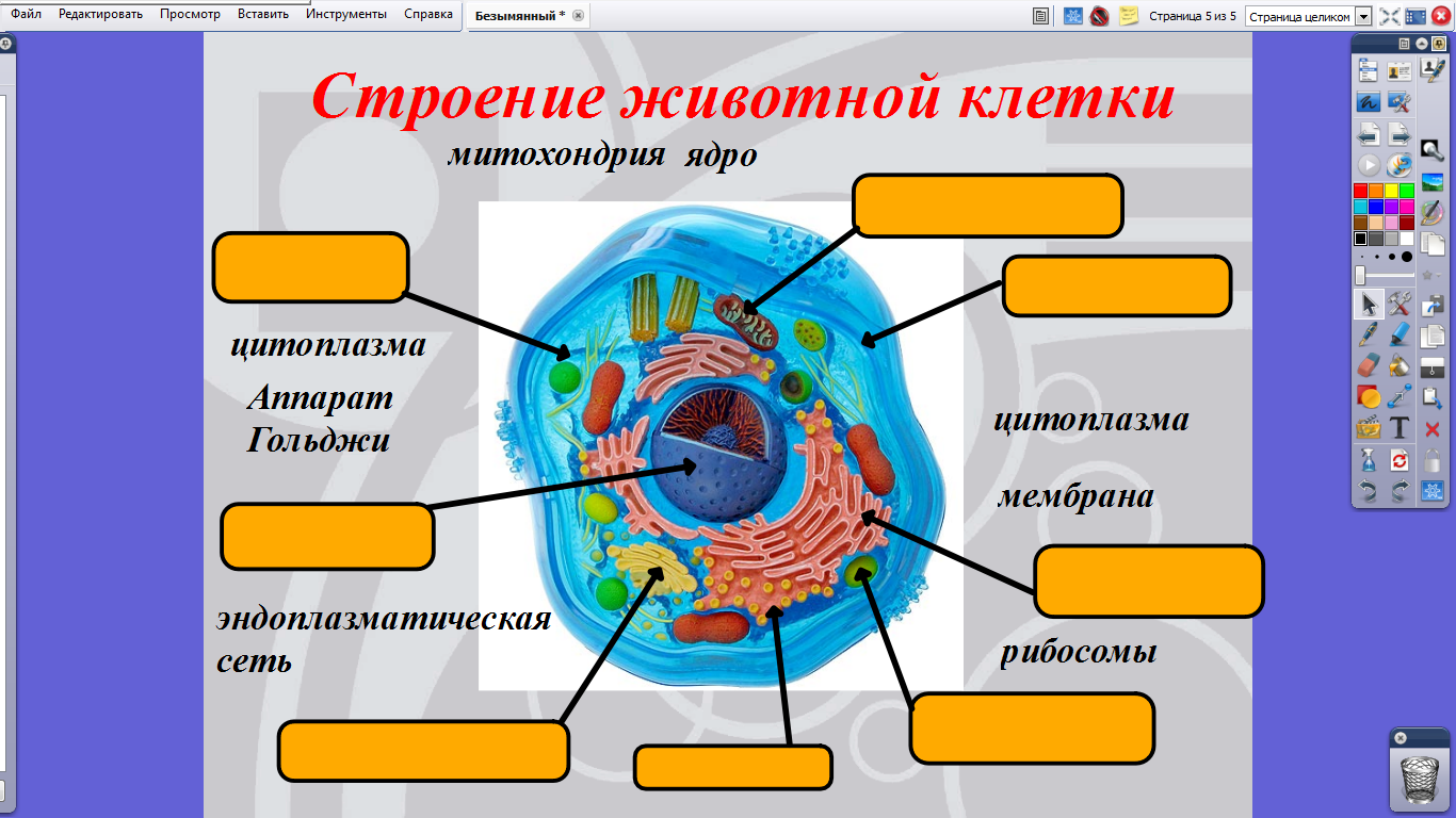 10. Эукариотическая клетка. Цитоплазма