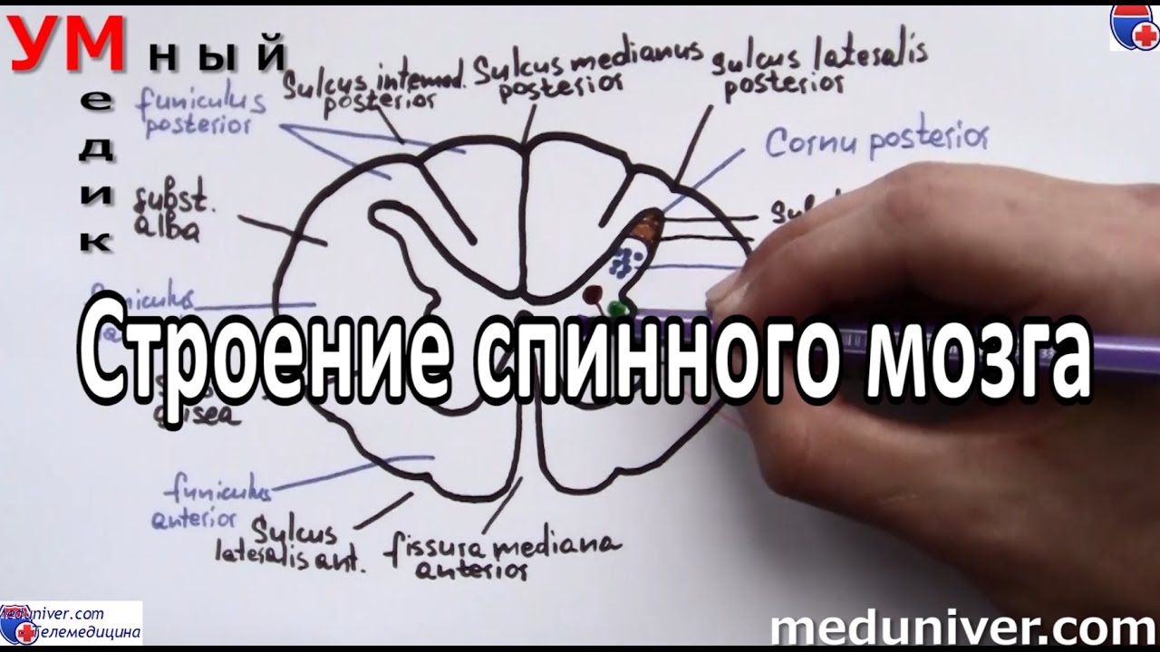 Строение спинного мозга человека