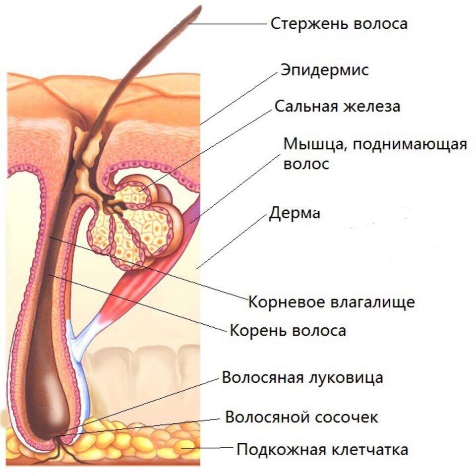 Ранняя диагностика и лечение рака предстательной железы