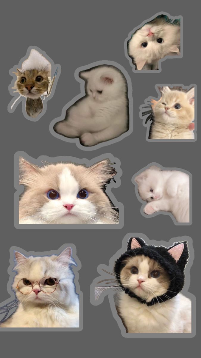 Cat Stickers for WhatsApp для Android