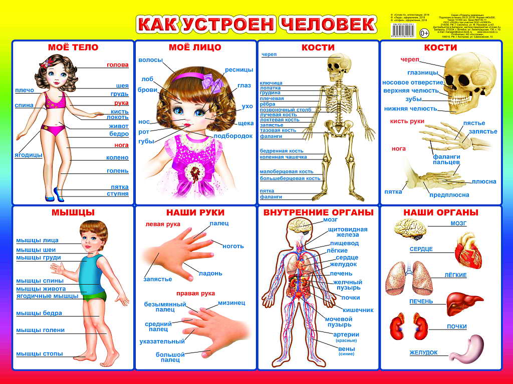 Плакат Анатомия человека Системы и