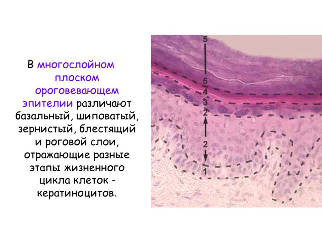 Молекулярная биология клетки