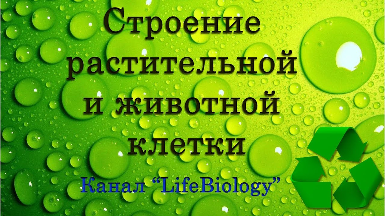 Основные отличия строения растительных и животных клеток