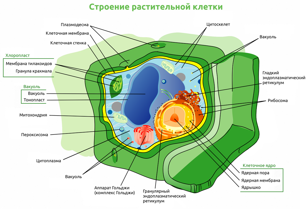 Ткани растений