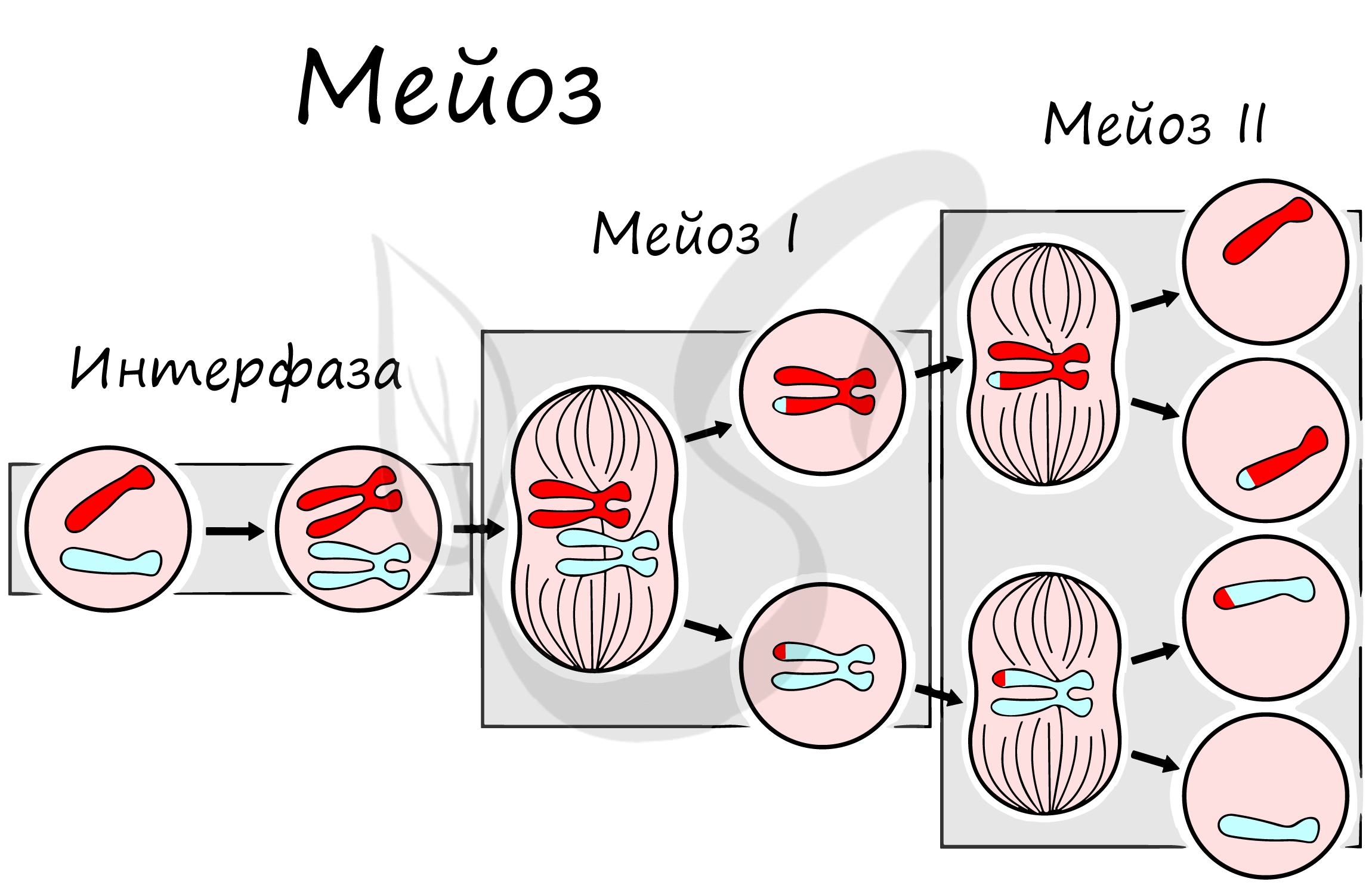 Мейоз И Митоз | 