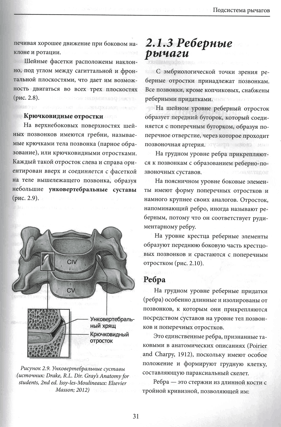 Строение спинного мозга человека