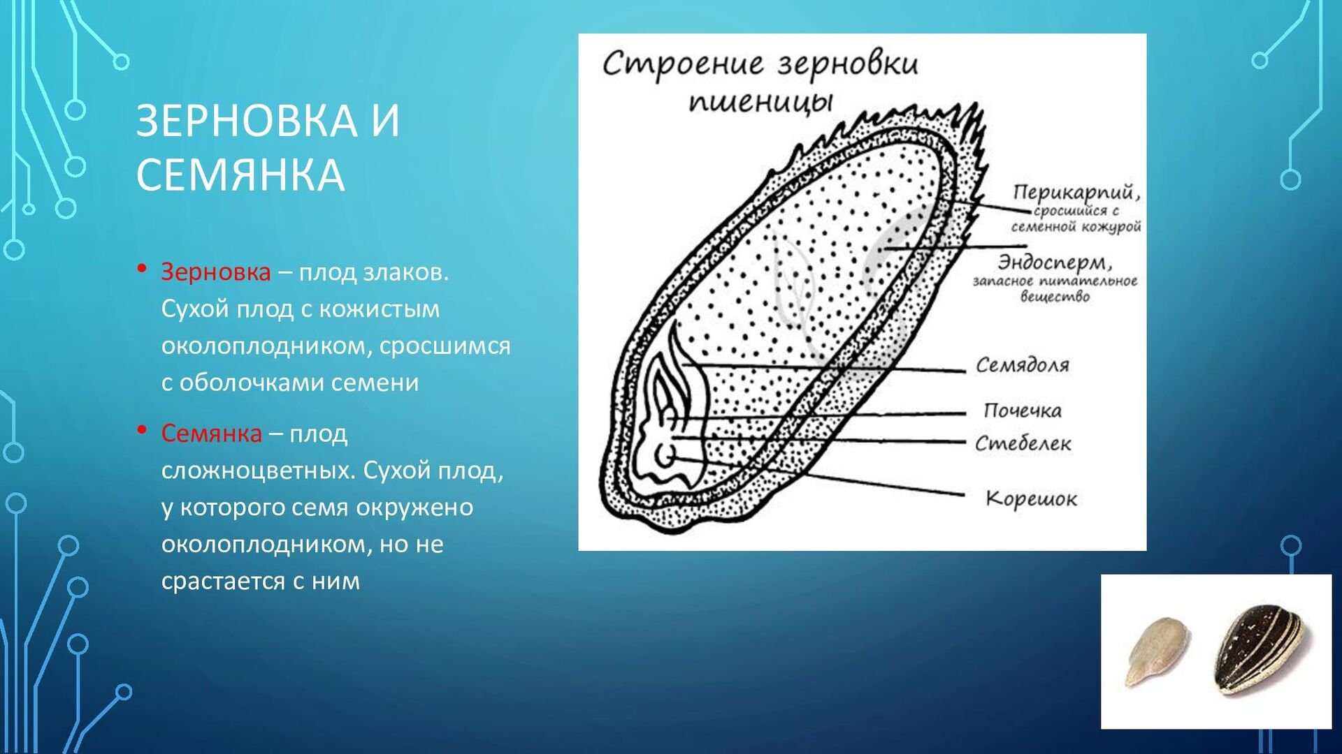 Семейство злаки | это Что такое Семейство злаки