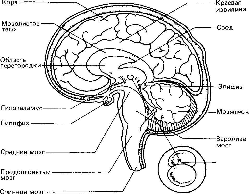 Рисунок большого мозга с обозначениями 