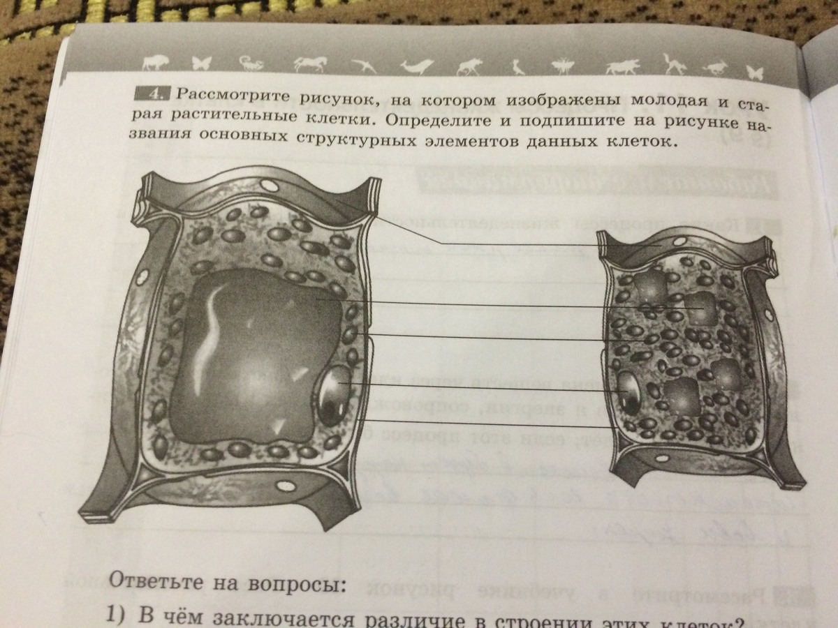 Идеи для срисовки клеточная мембрана