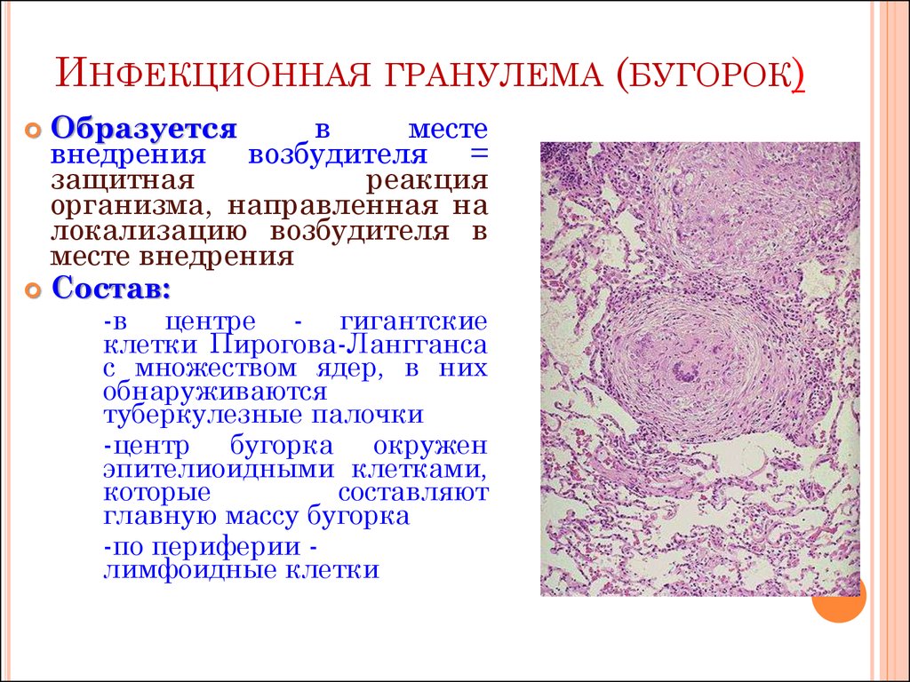 Микропрепараты патанатомия | PDF