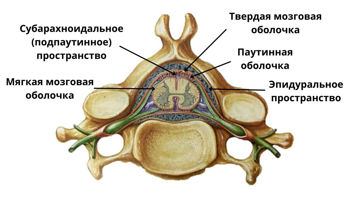 Оболочки спинного мозга