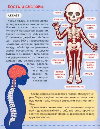 АНАТОМИЯ ЧЕЛОВЕКА. Виды костей и их