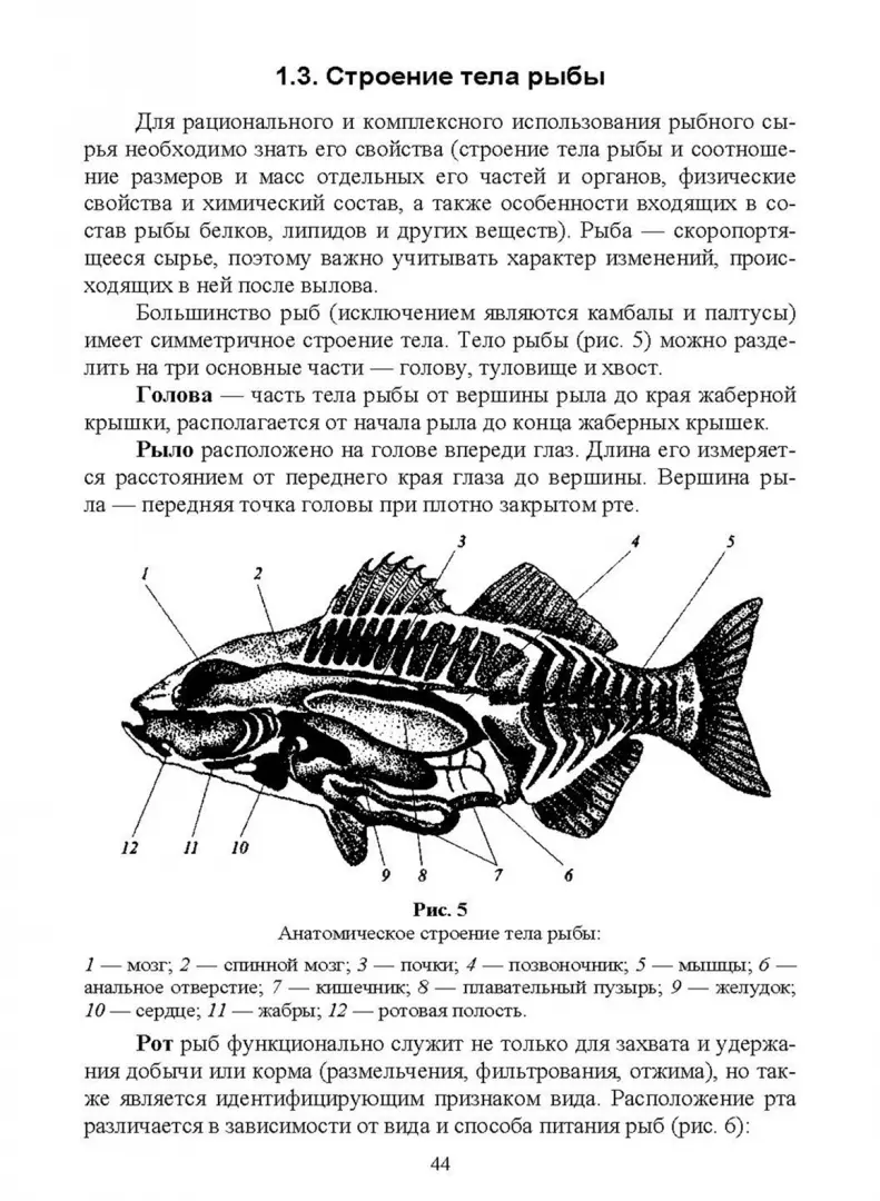 Уникальная биология аквариумных рыб: плавательный пузырь и