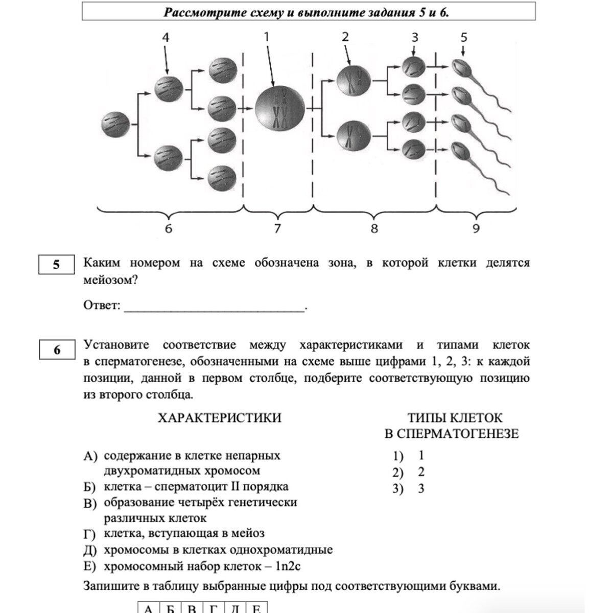 Помогите пожалуйста! Рассмотрите рисунок римского легионера и