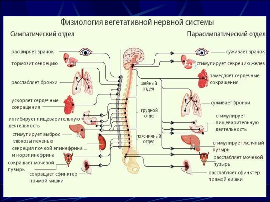 СОДЕРЖАНИЕ