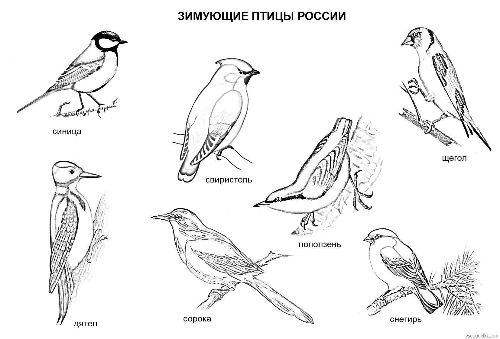 Поделка «К нам прилетели синички и