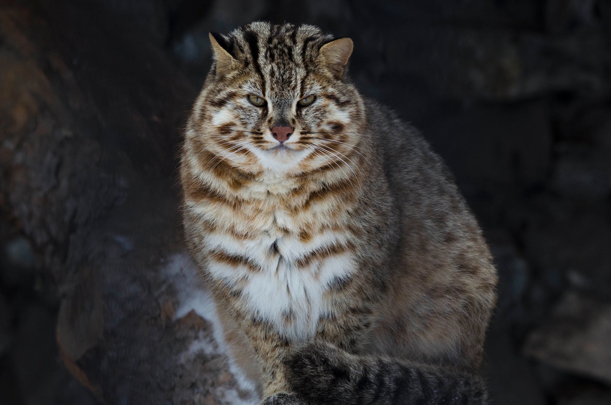 Лесная кошка домашняя