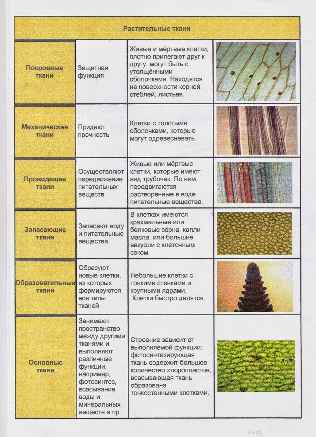 Образовательные ткани растений, подготовка к ЕГЭ по биологии