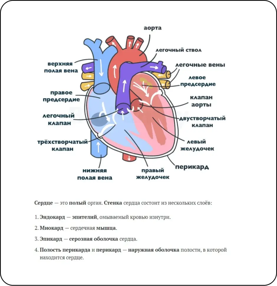 Шаблоны строение сердца