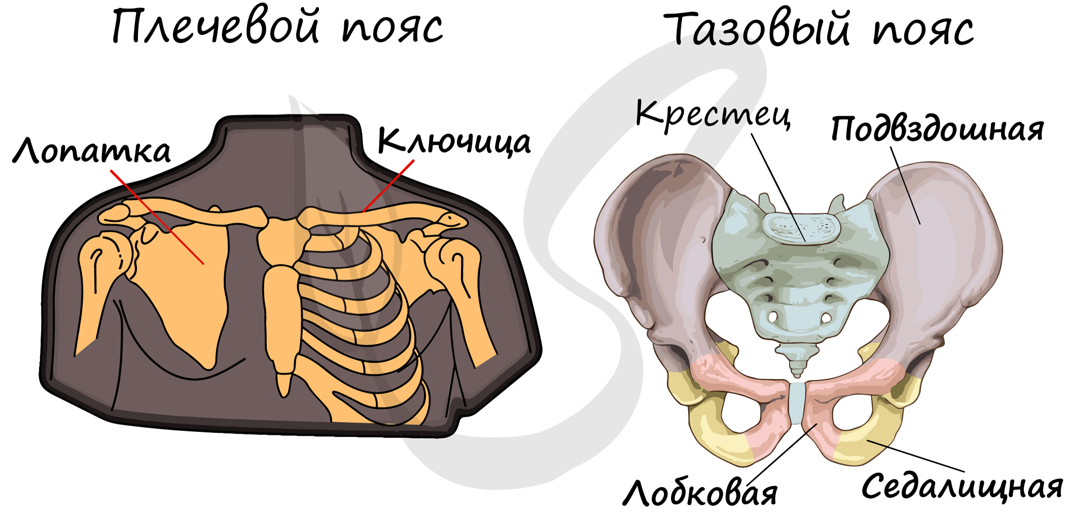 Сборная деревянная модель Скелет