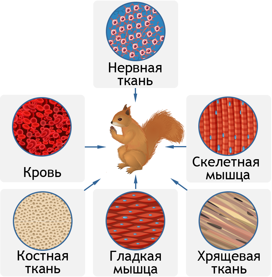 Наращивание костной ткани перед имплантацией что нужно