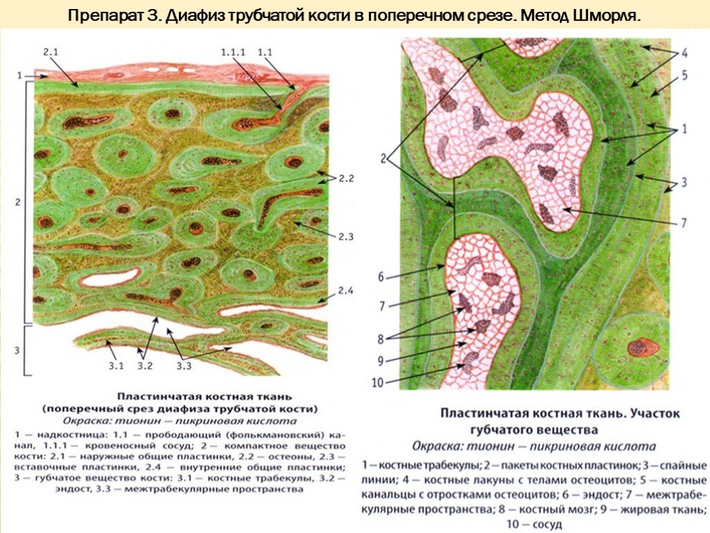 Анатомия: Внутреннее ухо, лабиринт