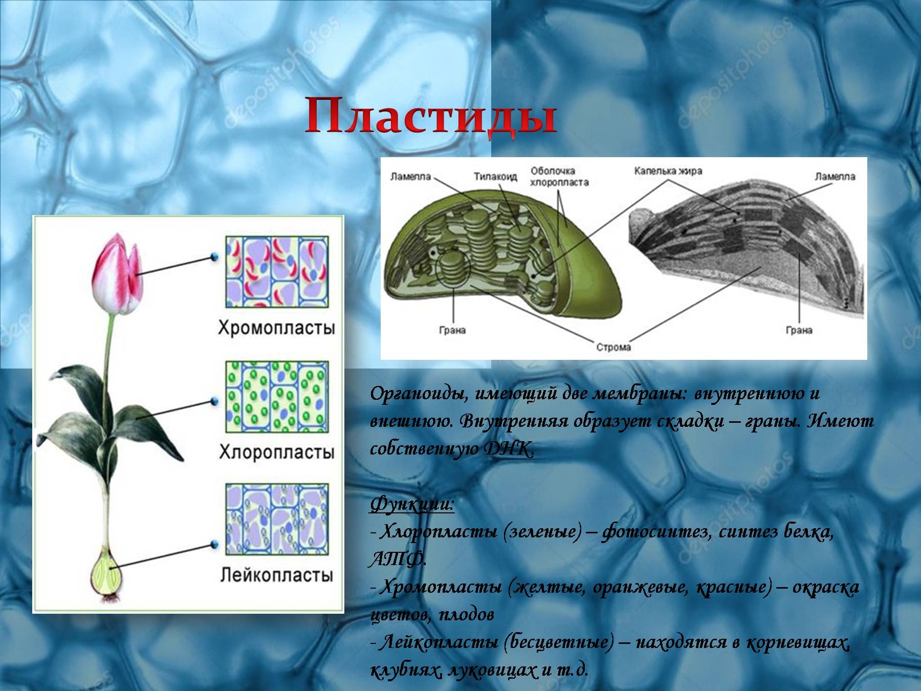 Эволюция Экосистема Биосфера Человечество