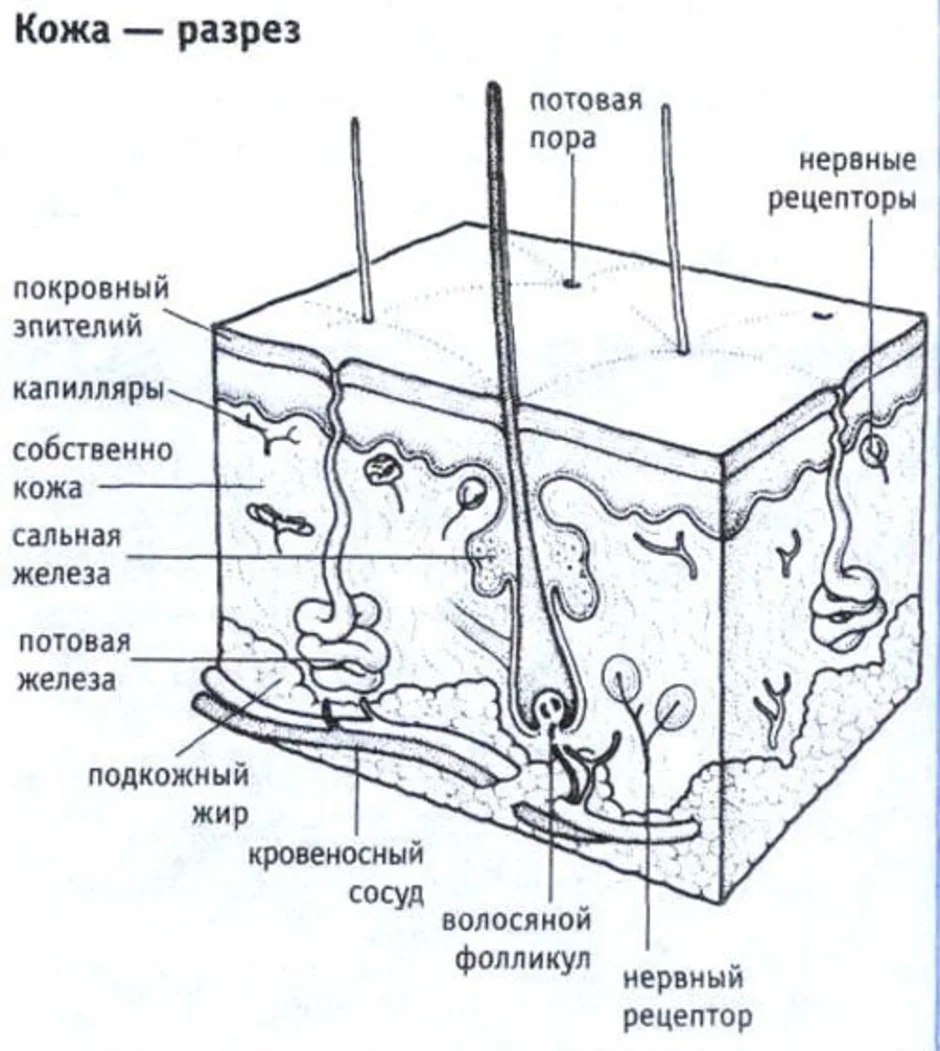 Кожа . Большая российская энциклопедия