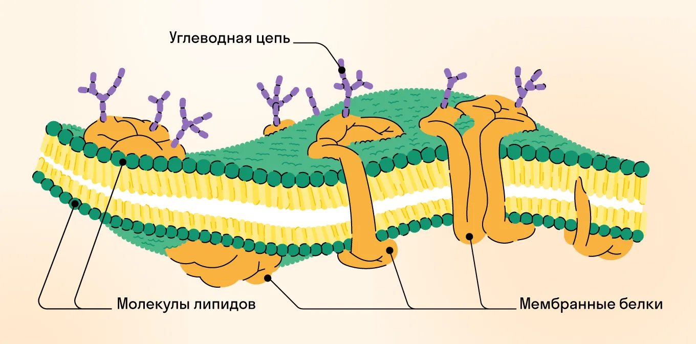 Рисунок цитоплазма