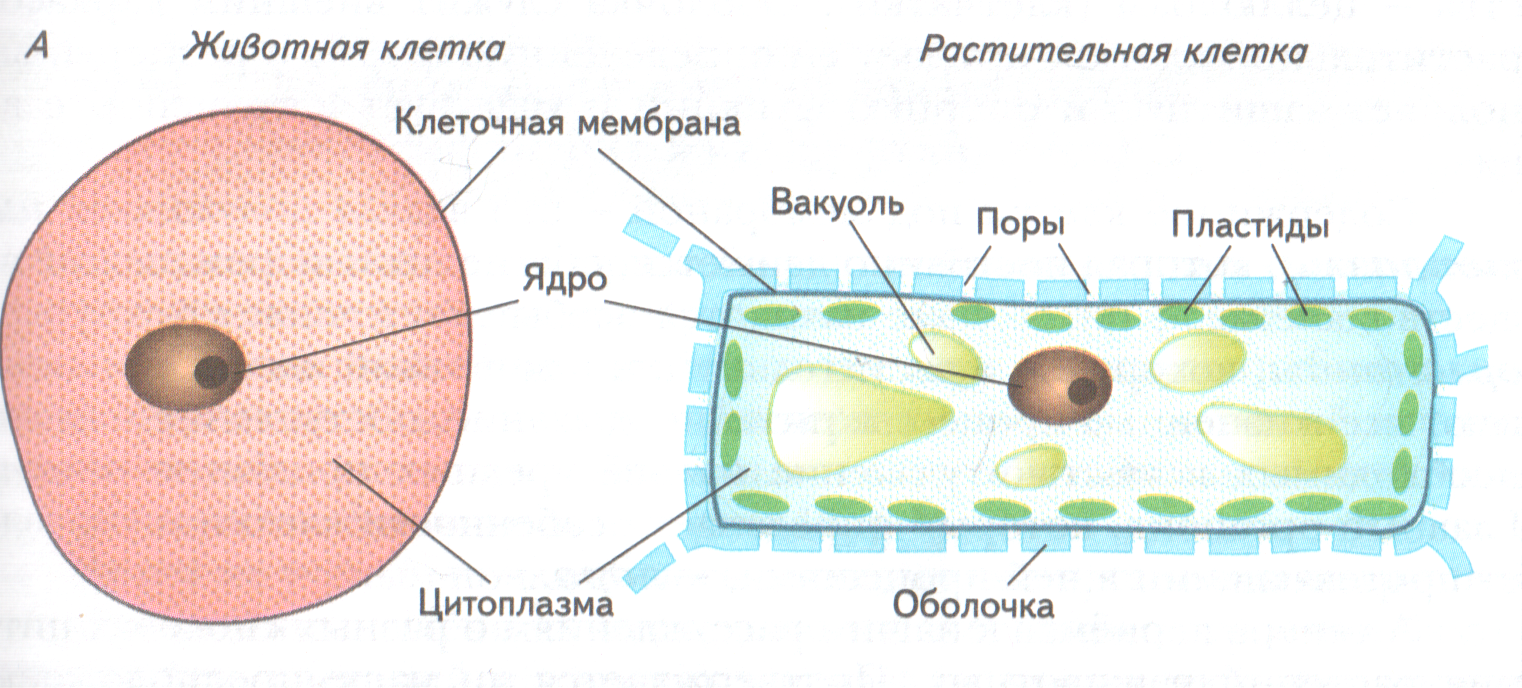 Органоиды клетки, подготовка к ЕГЭ по