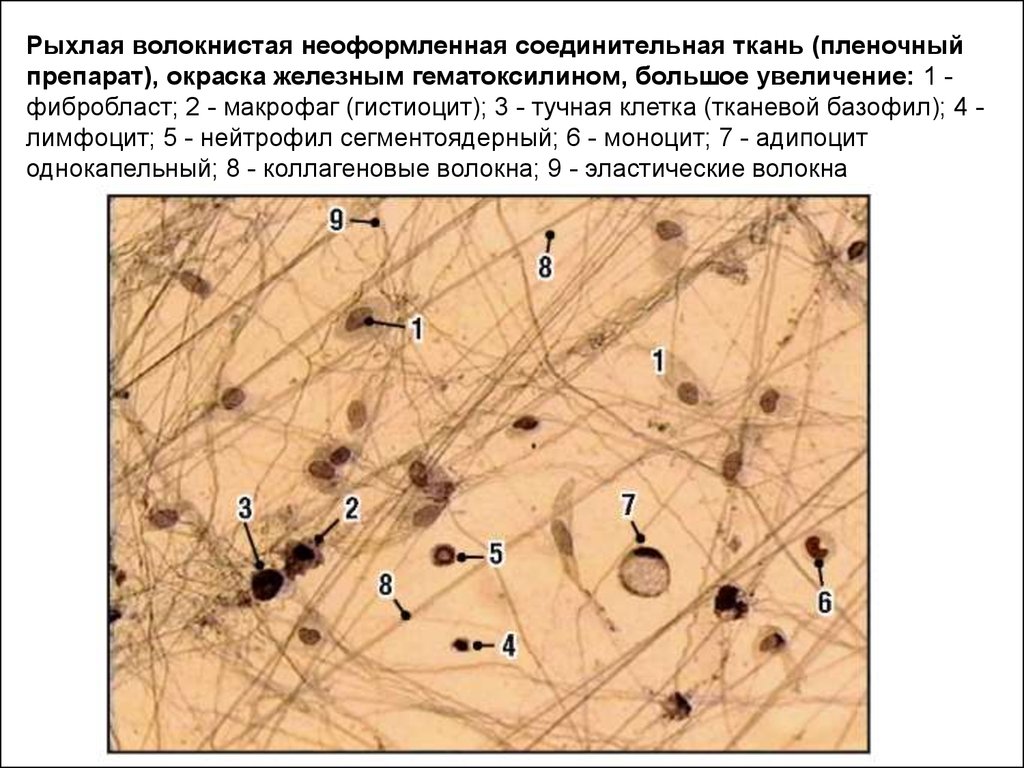 Ареолярная Соединительная Ткань