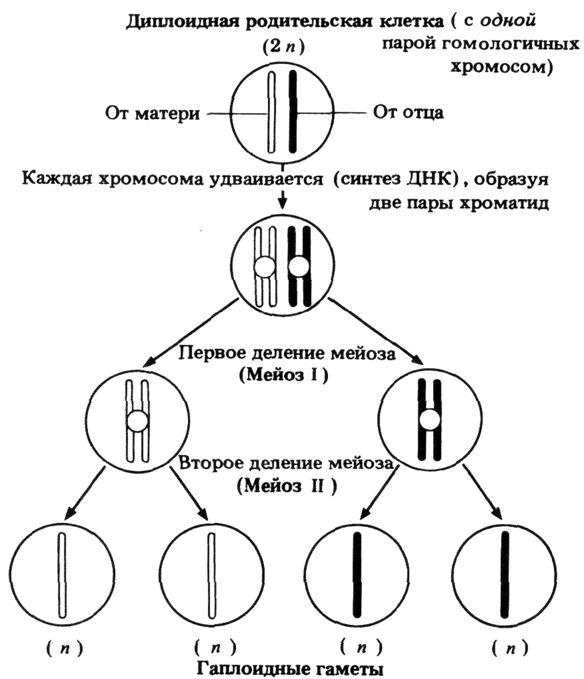 Мейоз