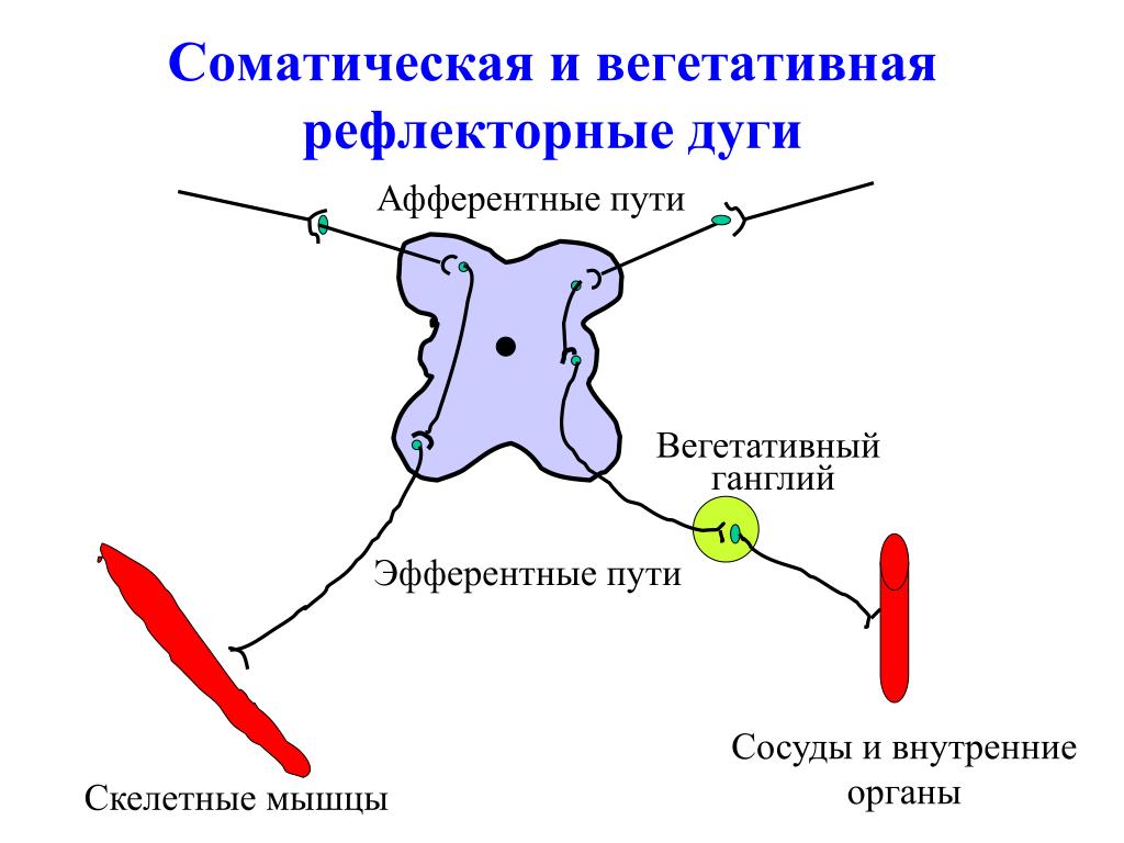 Моторная рефлекторная дуга