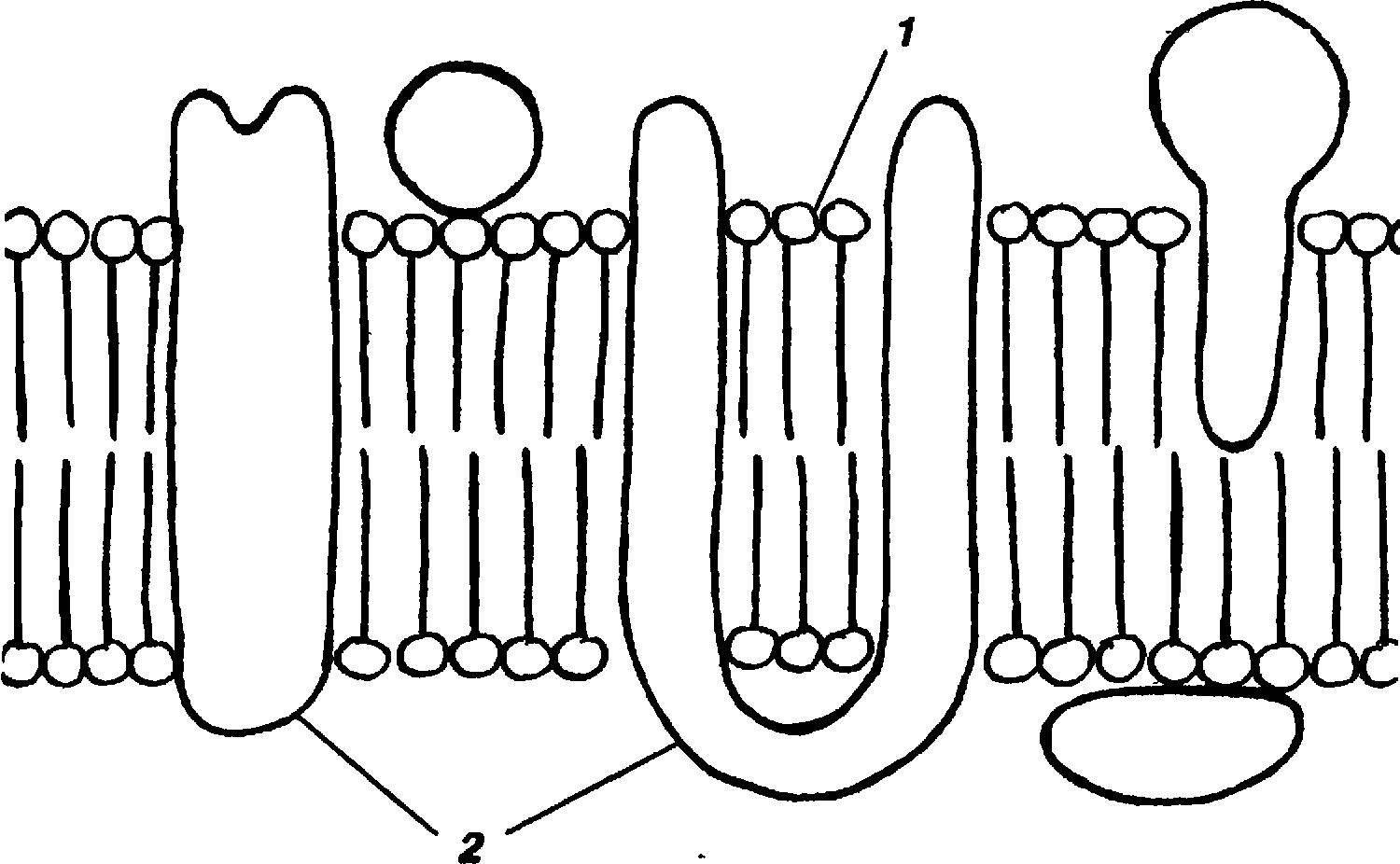 БИОЛОГИЯ 9 I