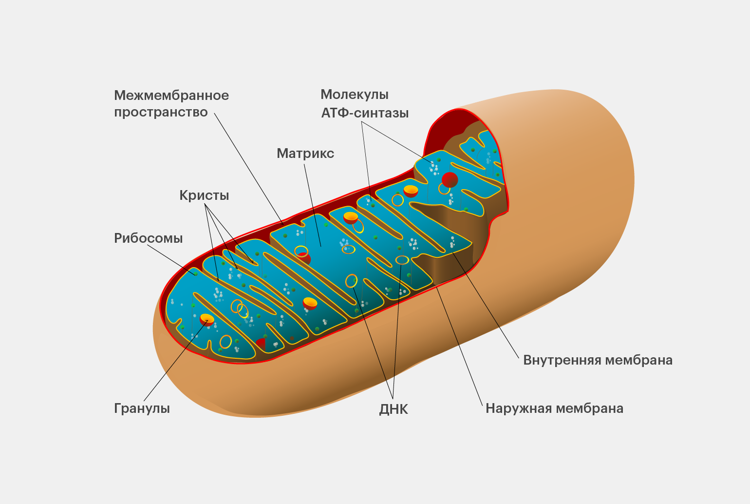 Митохондрии рисунок черно белый 