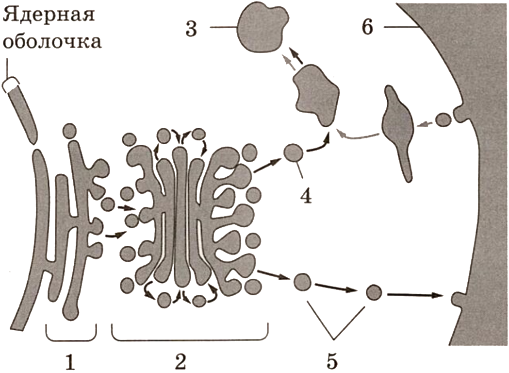 Role of intestinal microbiota in