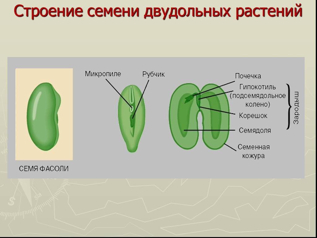 ГДЗ параграф 10 биология 7 класс